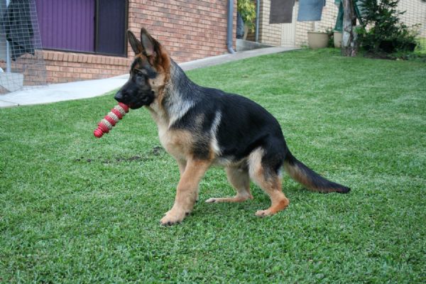 Dogzonline best sale german shepherd